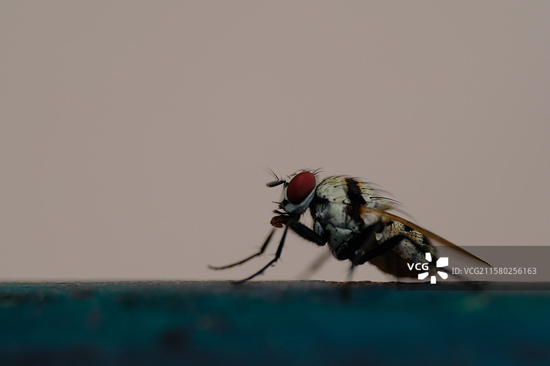 炎热夏天，一只在户外乘凉的苍蝇。留白设计素材图片素材