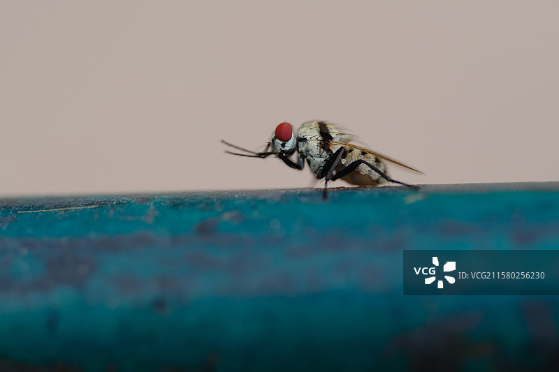 炎热夏天，一只在户外乘凉的苍蝇。留白设计素材图片素材