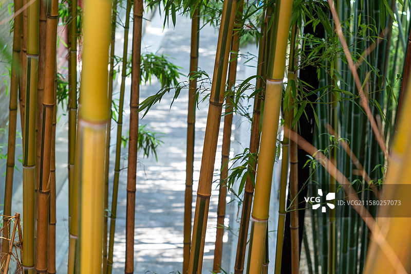 潭柘寺 御竹图片素材