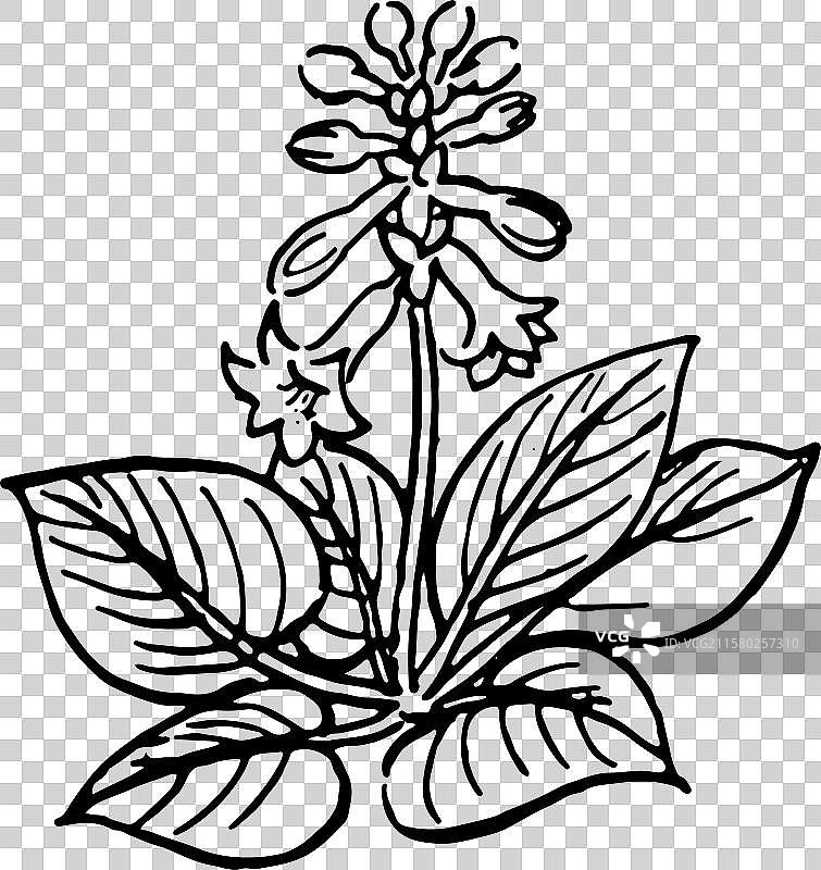 玉簪花 花 黑白 简笔画图片素材