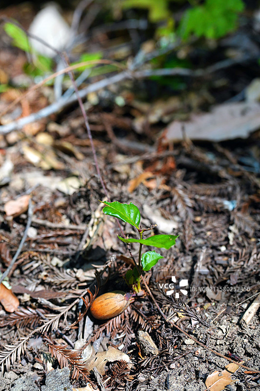 一颗发芽的橡树种子图片素材