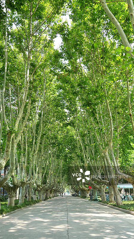 大学校园里的梧桐大道图片素材