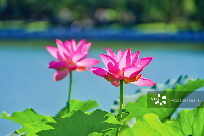 夏天晴朗的天气陶然亭公园中盛开的粉色荷花与荷叶图片素材