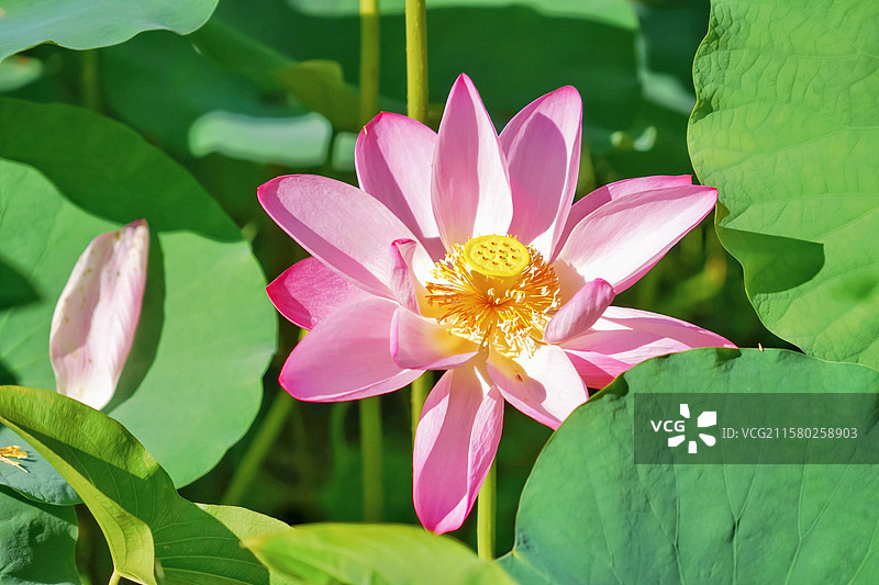 夏天晴朗的天气陶然亭公园中盛开的粉色荷花与荷叶图片素材