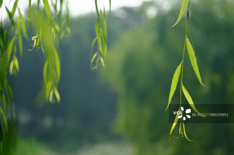 夏天柳树柳条。炎热清新。高清风景背景图设计素材图片素材