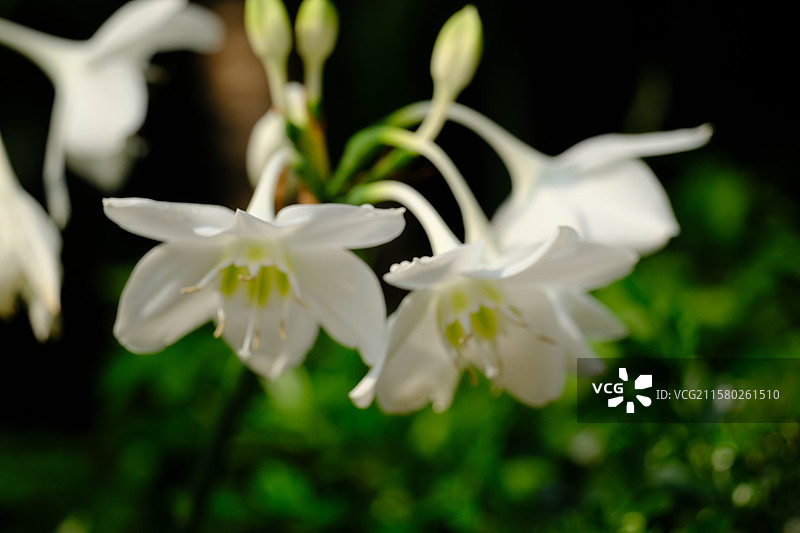 夏天盛开的白色玉簪花。炎热图片素材