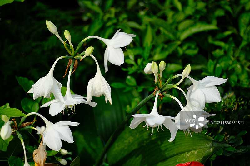 夏天盛开的白色玉簪花。炎热图片素材