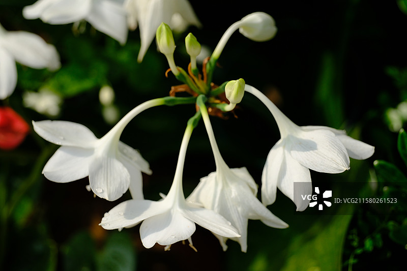 夏天盛开的白色玉簪花。炎热图片素材
