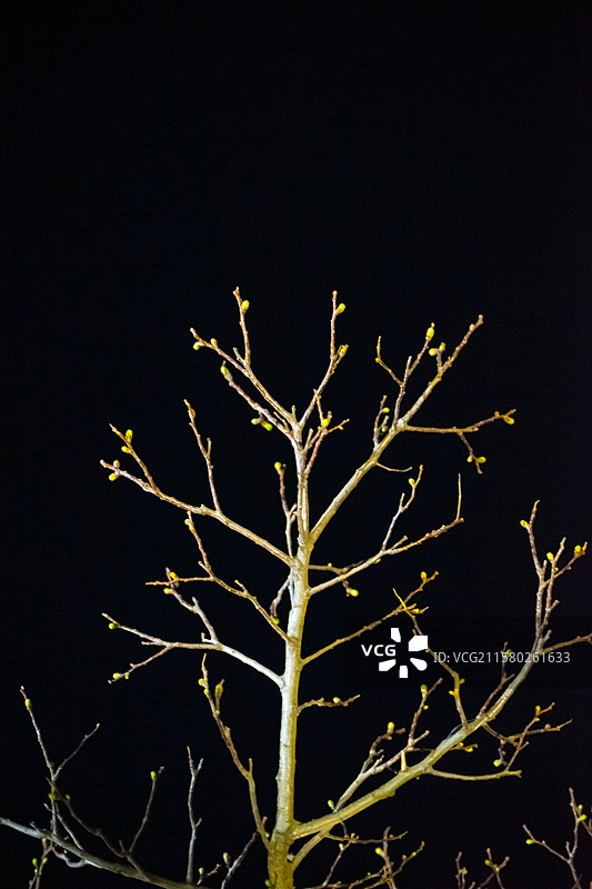 中国野生植物与野外植物拍摄主题，春天发芽的果树树枝，户外夜晚无人图像摄影图片素材