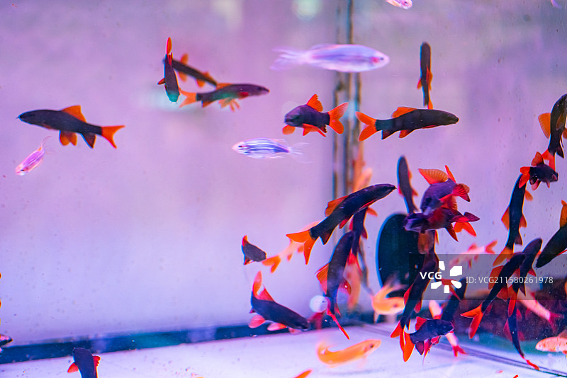 中国野生动物拍摄主题，透明的鱼缸里色彩鲜艳的彩虹鲨金鱼海鱼，室内无人图像摄影图片素材