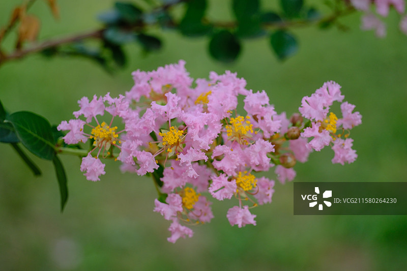 夏日盛开的紫薇花。清新高清微距风景背景图图片素材