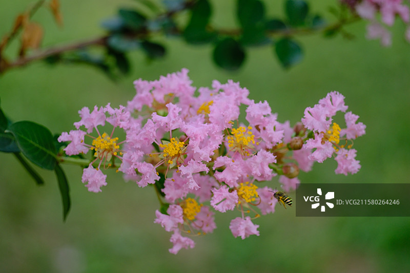 夏日盛开的紫薇花。清新高清微距风景背景图图片素材