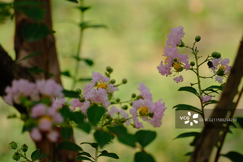 夏日盛开的紫薇花。清新高清微距风景背景图图片素材