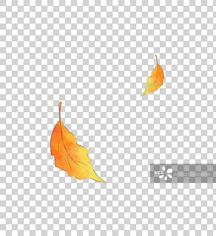 飘落的梧桐叶子插画元素图片素材