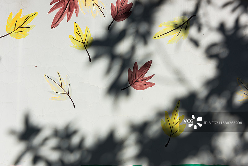 墙壁上的涂鸦树叶和影子图片素材
