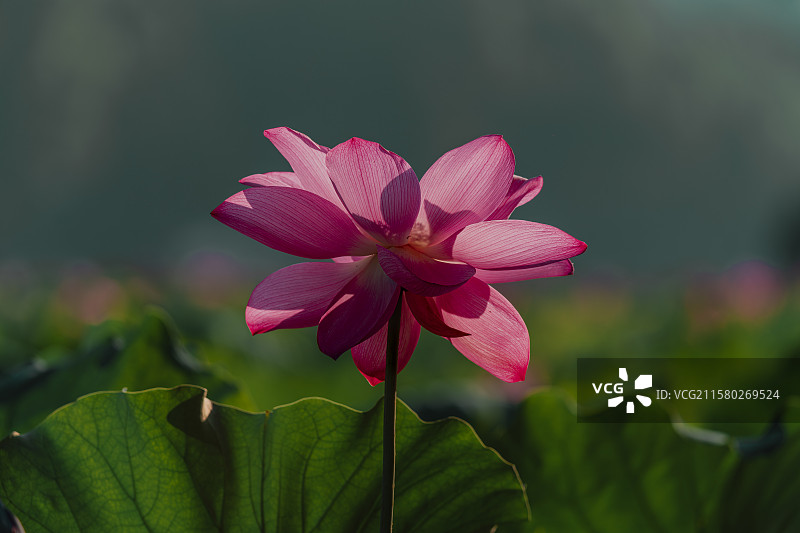 杭州西湖孤山公园，日出后的清晨，婀娜多姿的荷花在晨光中绽放。图片素材