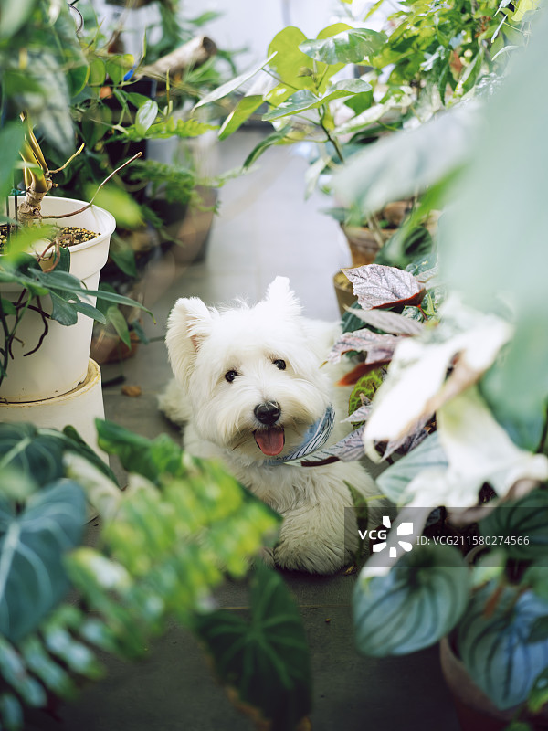 花园里的西高地图片素材