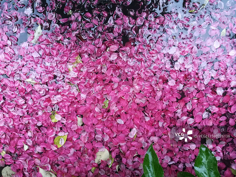 花瓣雨。下雨天。花。春天夏天。色彩图片素材