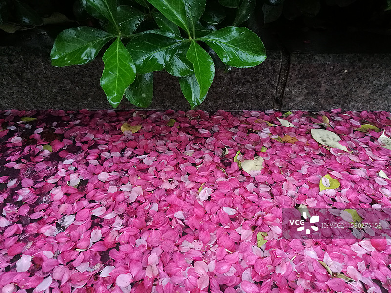 花瓣雨。下雨天。花。春天夏天。色彩图片素材