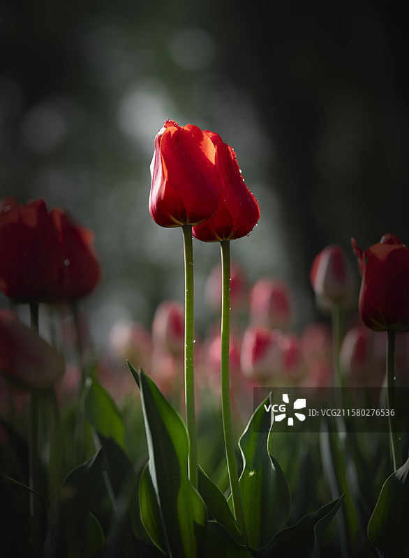 青海西宁人民公园郁金香花图片素材