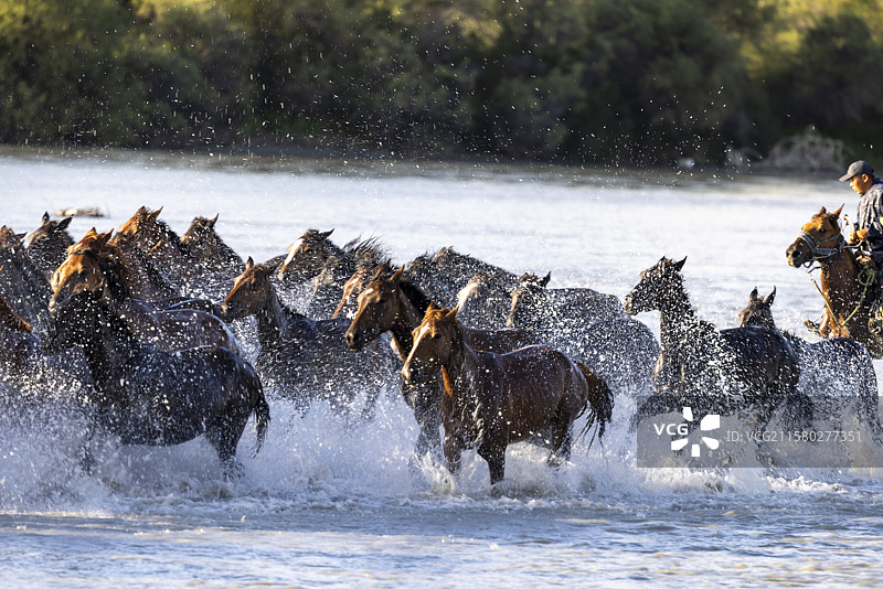 新疆昭苏天马浴河奔腾的马群图片素材