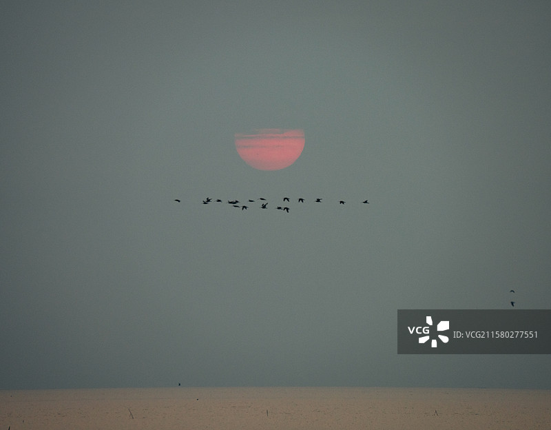 海边日出飞鸟图片素材