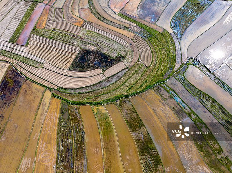 广西防城港市美丽乡村、艺术田园、彩绘大地、七彩田园图片素材