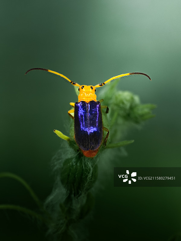 蓝精灵图片素材