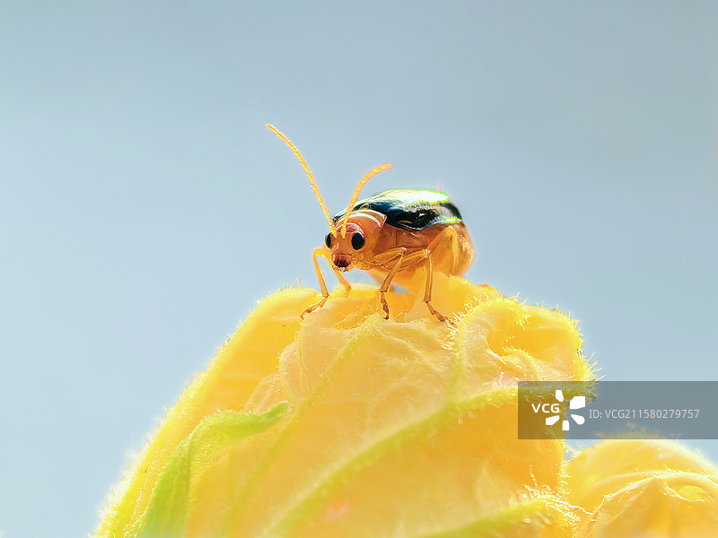 黄足黑守瓜特写图片素材