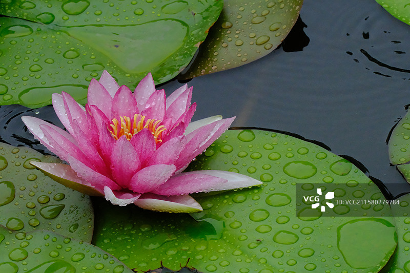 夏天下雨天睡莲莲花荷花。水波纹雨水高清风景背景图图片素材