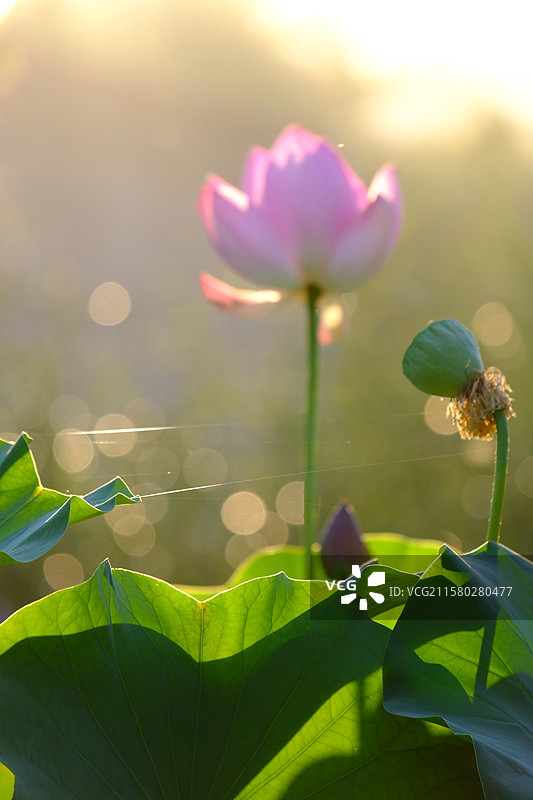 夏天阳光池塘荷塘荷花荷叶莲蓬蜜蜂。高清风景背景图图片素材