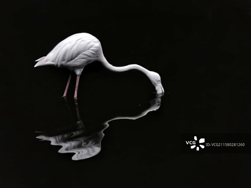 火烈鸟觅食侧视图图片素材