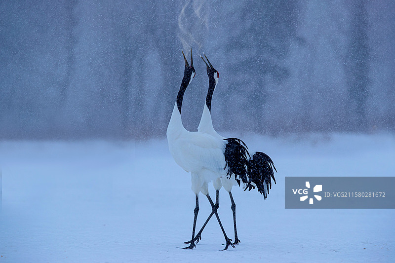 雪舞北海道，丹顶鹤的灵动之舞图片素材