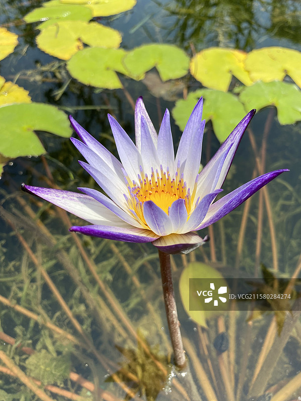 名贵的睡莲图片素材