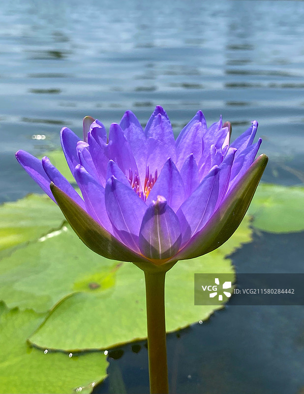 名贵的睡莲图片素材