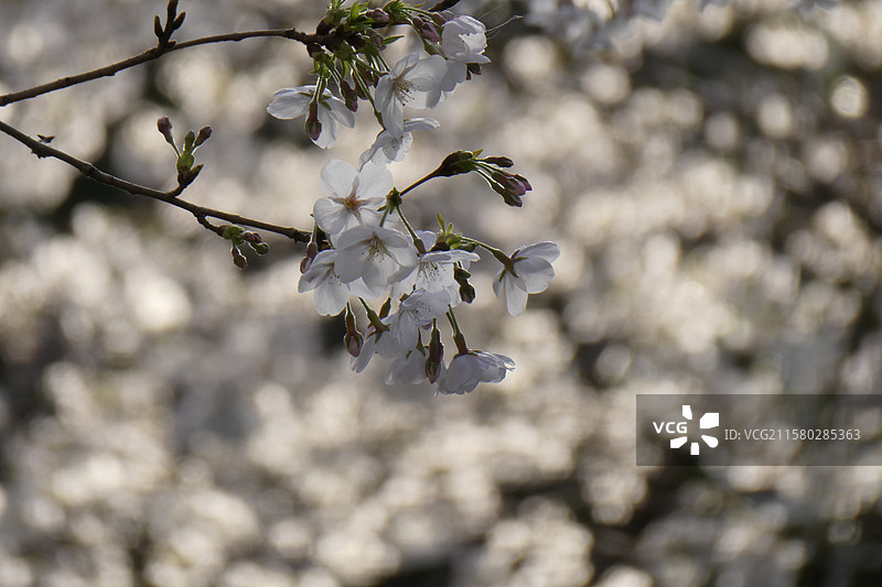 江苏旅游南京文旅南京旅行珍珠河春季樱花盛开景象多视角组图素材图片素材