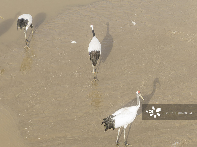 高视角下航拍盘锦红海滩丹顶鹤图片素材