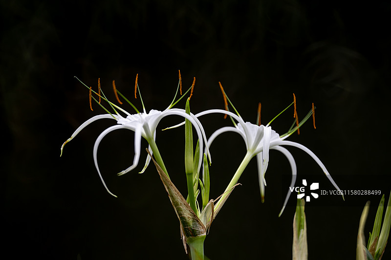 黑色背景下白色开花植物的特写镜头图片素材