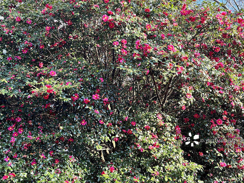 韩国济州岛的风景图片素材