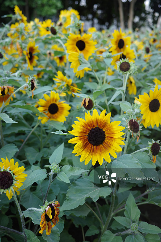 上海南园滨江绿地公园 向日葵花展图片素材