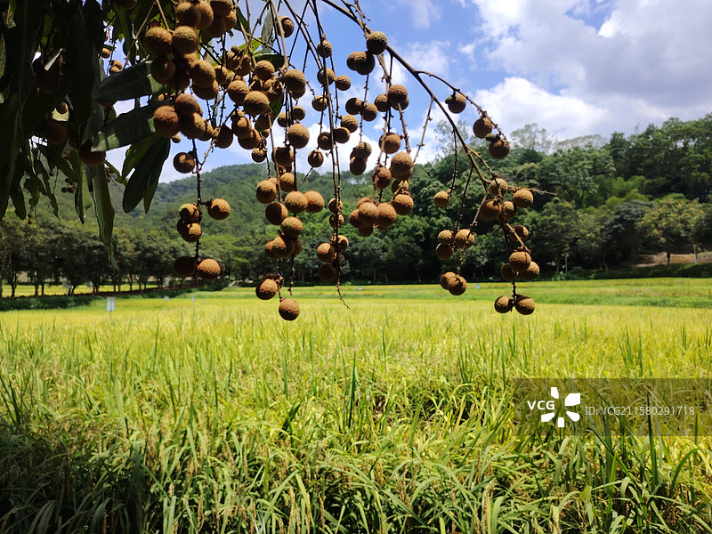 夏天的田园风光图片素材
