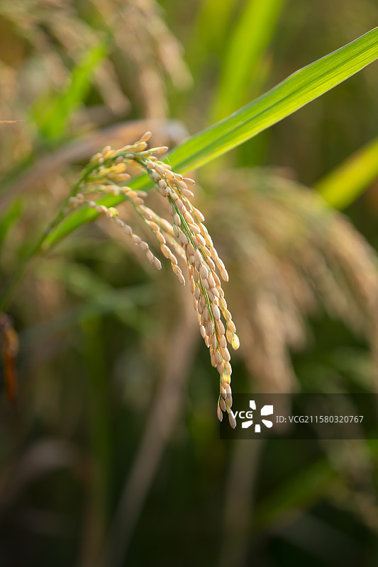 饱满低垂的金黄稻穗图片素材