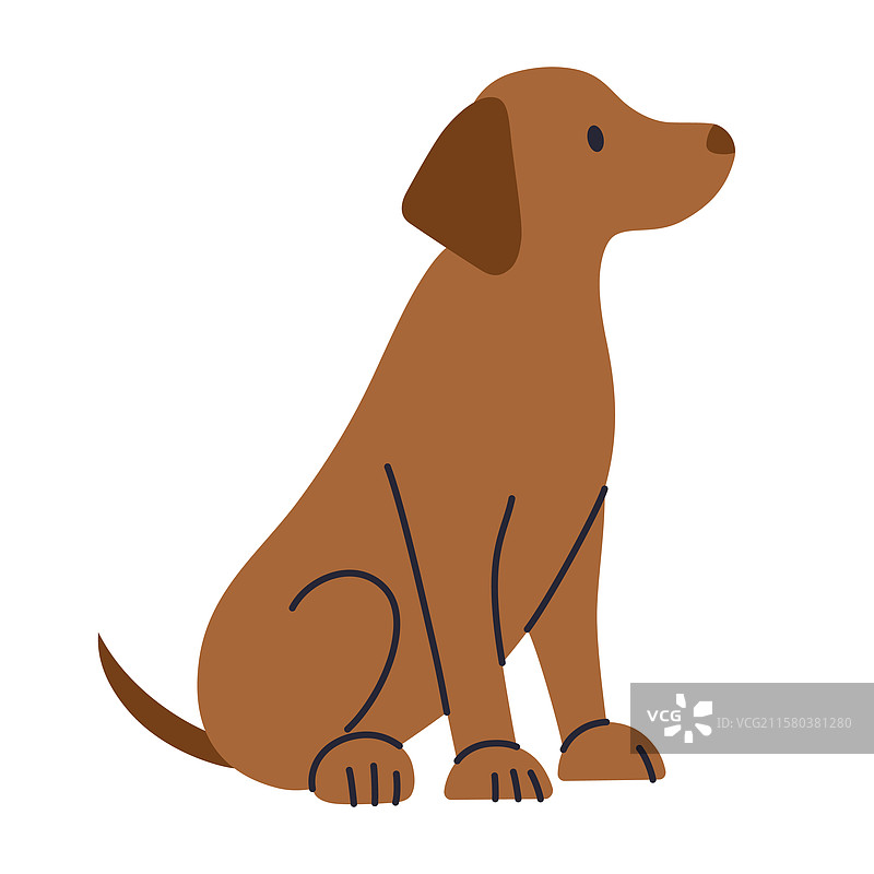 坐着的棕色拉布拉多犬图片素材