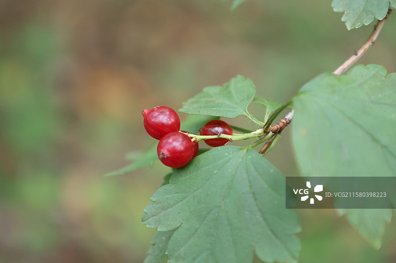 火棘，东北茶蔍子，吉林北大壶滑雪场，图片素材