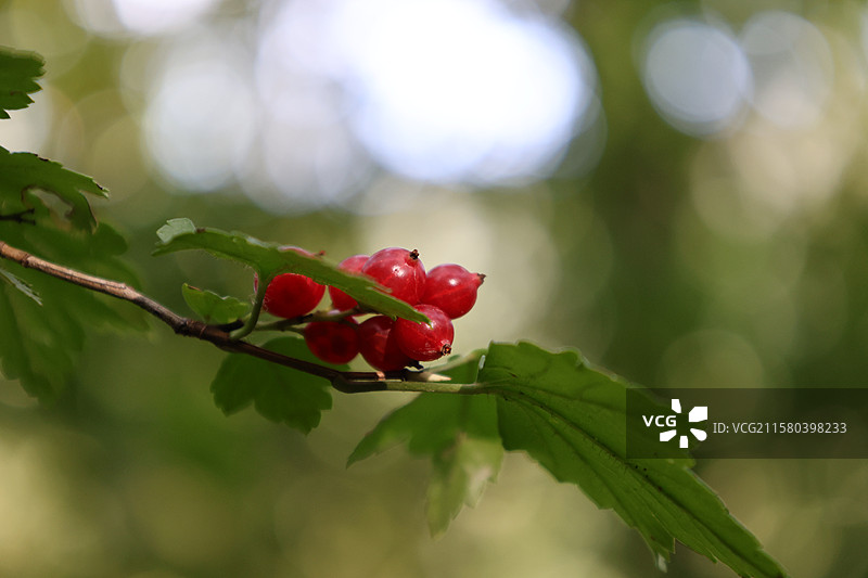 火棘，东北茶蔍子，吉林北大壶滑雪场，图片素材
