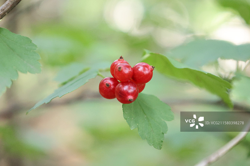 火棘，东北茶蔍子，吉林北大壶滑雪场，图片素材