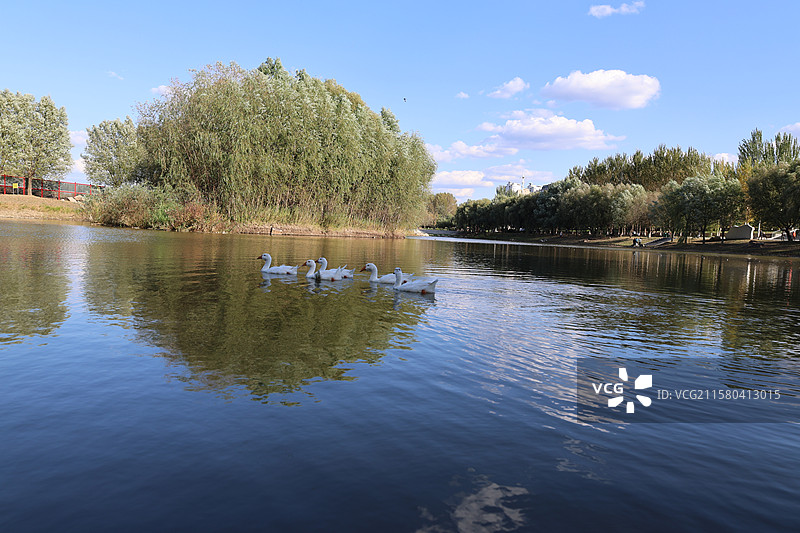 吉林长白岛，大雁，鹅，松花江，吉林，图片素材