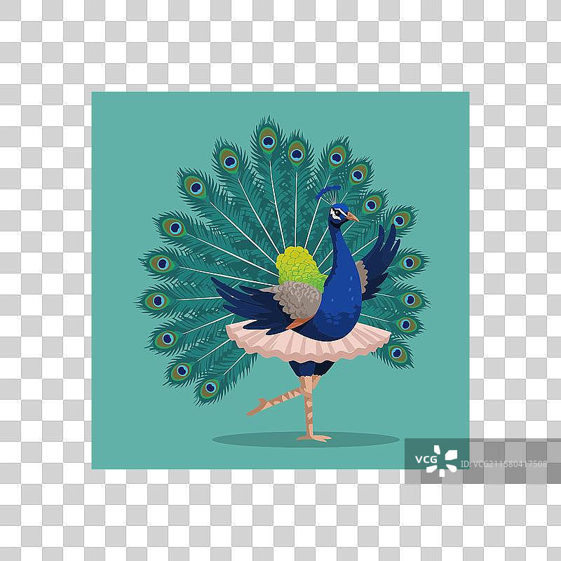 穿着芭蕾舞裙的卡通孔雀在青色背景上表演芭蕾舞图片素材