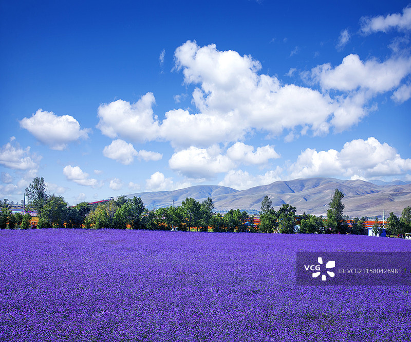 中国新疆伊犁新源县那拉提花海景区图片素材
