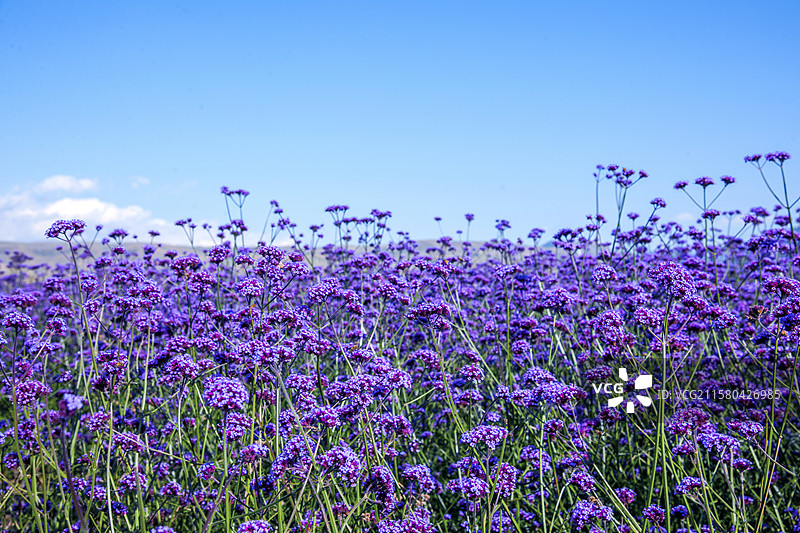 中国新疆伊犁新源县那拉提花海景区图片素材